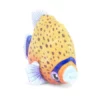 Jellycat Fishiful - Orange -Toys Elegant shop jellycat fishiful orange